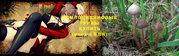 гашик Арсеньев